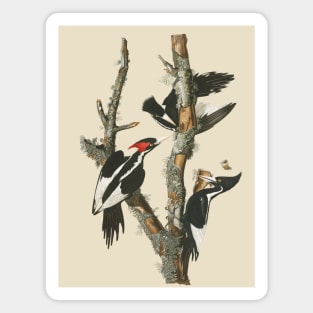 Audubons Ivory-billed Woodpecker Magnet